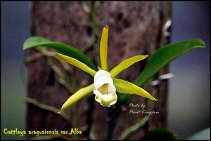 Cattleya araguaiensis var. alba