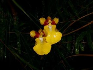Otoglossum harlingii