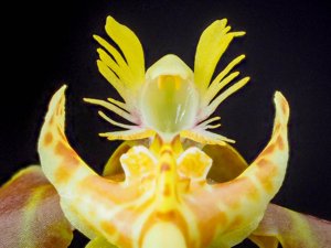 Psychopsiella limminghei