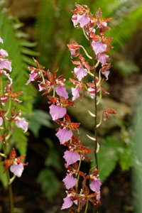 Lemboglossum bictoniense