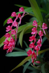 Rodriguezia lanceolata