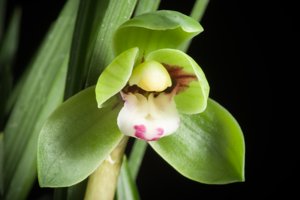 Cymbidium goeringii