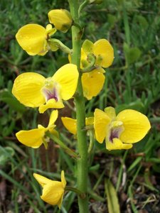 Eulophia speciosa