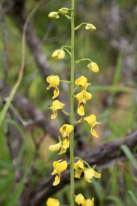 Eulophia speciosa