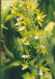 Eulophia euglossa