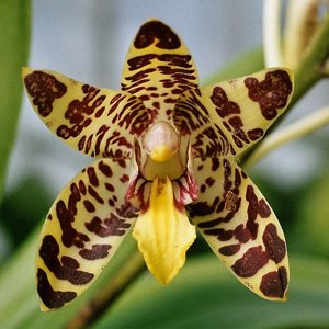 Ansellia gigantea subsp. nilotica