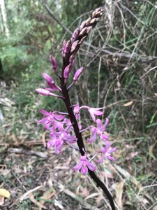 Dipodium roseum