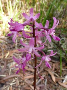 Dipodium roseum