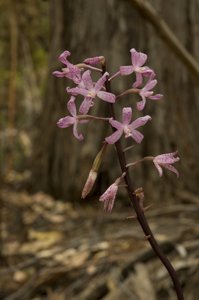 Dipodium roseum