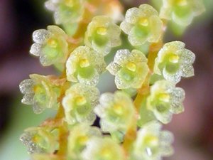 Campylocentrum grisebachii