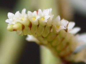 Dendrobium calceolum