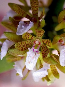 Acampe praemorsa var. praemorsa