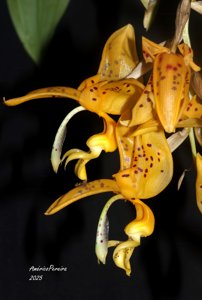 Stanhopea jenischiana