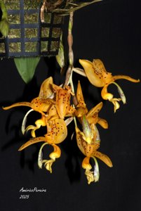 Stanhopea jenischiana