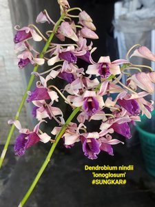Dendrobium ionoglossum