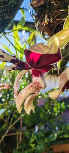 Stanhopea tigrina var. nigroviolacea