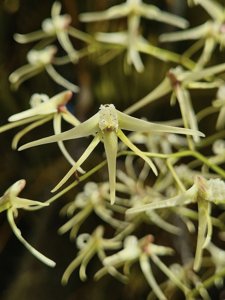 Dendrobium teretifolium var. teretifolium