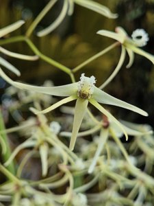 Dendrobium teretifolium var. teretifolium