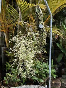 Dendrobium teretifolium var. teretifolium