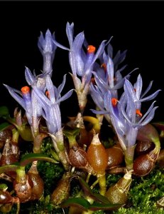 Dendrobium parvulum subsp. minutum