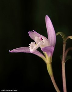 Triphora trianthophoros