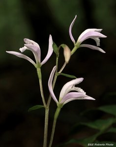 Triphora trianthophoros