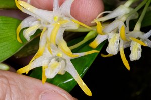 Dendrobium stelliferum