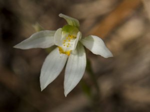 Caladenia aurantiaca