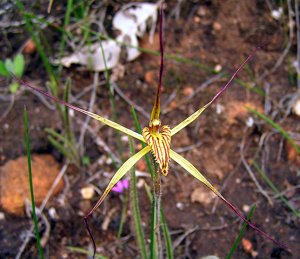 Caladenia caesarea subsp. caesarea