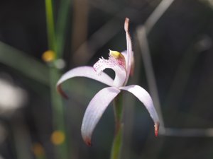 Caladenia hirta subsp. rosea