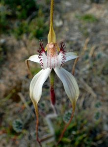 Caladenia longicauda subsp. crassa