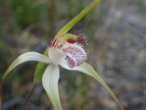 Caladenia longicauda subsp. rigidula