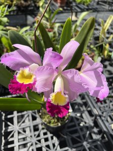Cattleya eldorado