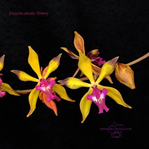 Encyclia plicata