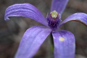 Pheladenia deformis