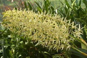 Dendrobium speciosum var. carnarvonense