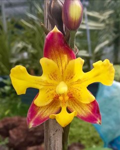 Spathoglottis affinis