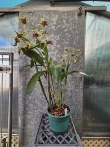 Dendrobium spectabile