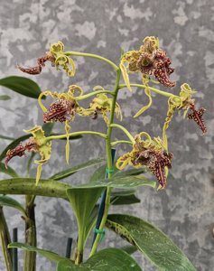 Dendrobium spectabile