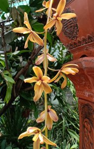 Cymbidium finlaysonianum