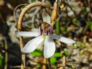 Ericksonella saccharata