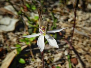 Ericksonella saccharata