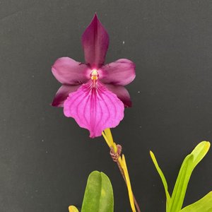 Miltonia moreliana