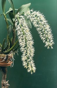 Dendrobium speciosum var. hillii