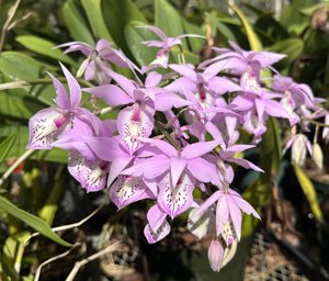 Barkeria spectabilis