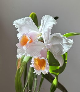 Cattleya schroederae