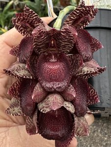 Catasetum ivaneae