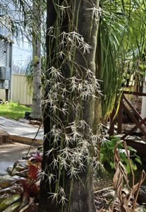 Dendrobium teretifolium f. fairfaxii