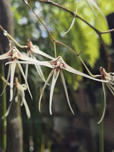 Dendrobium teretifolium f. fairfaxii