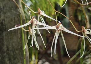 Dendrobium teretifolium f. fairfaxii